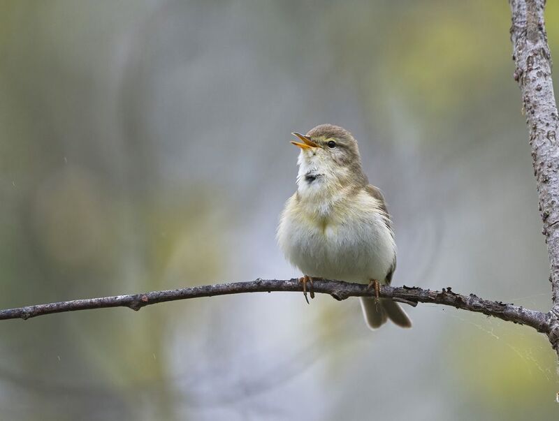 птицы,природа, весна Весничкаphoto preview