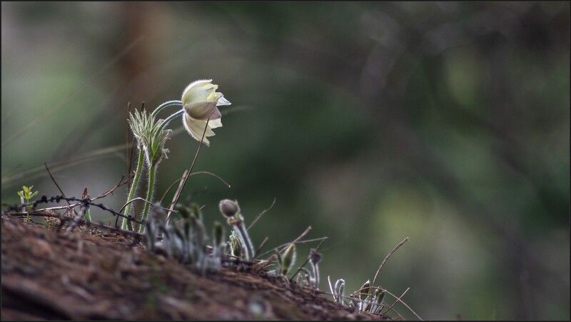 сон - трава ** *photo preview
