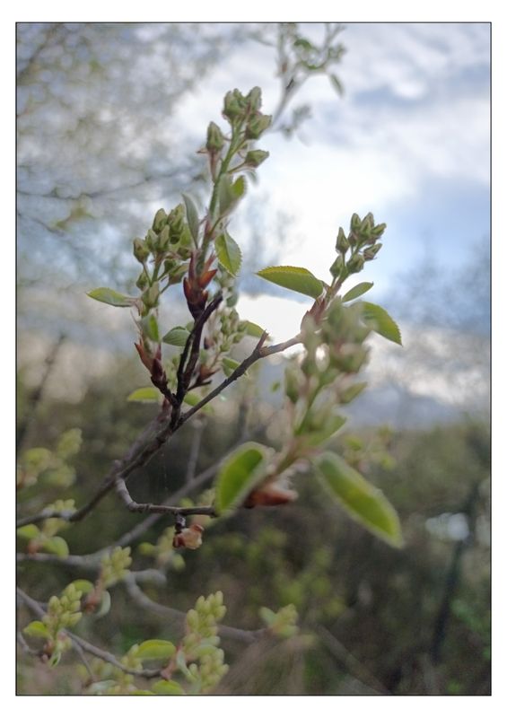 Весна!..photo preview