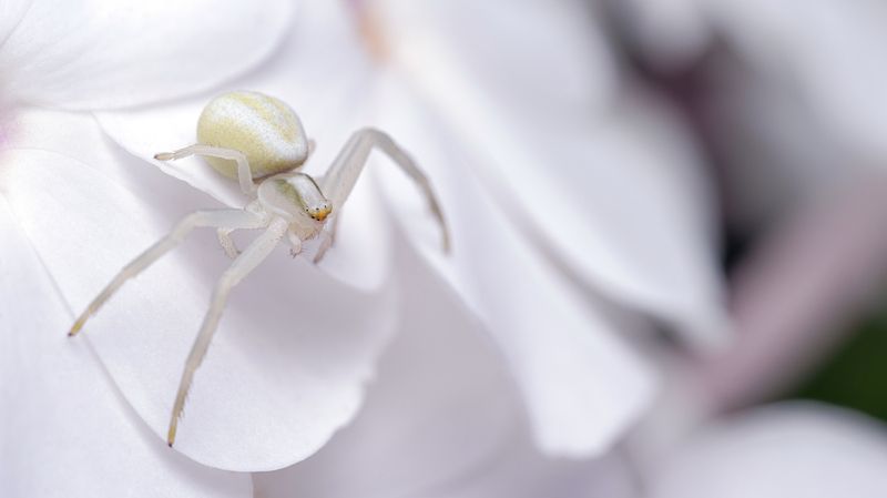 Цветочный паук (Misumena vatia)photo preview