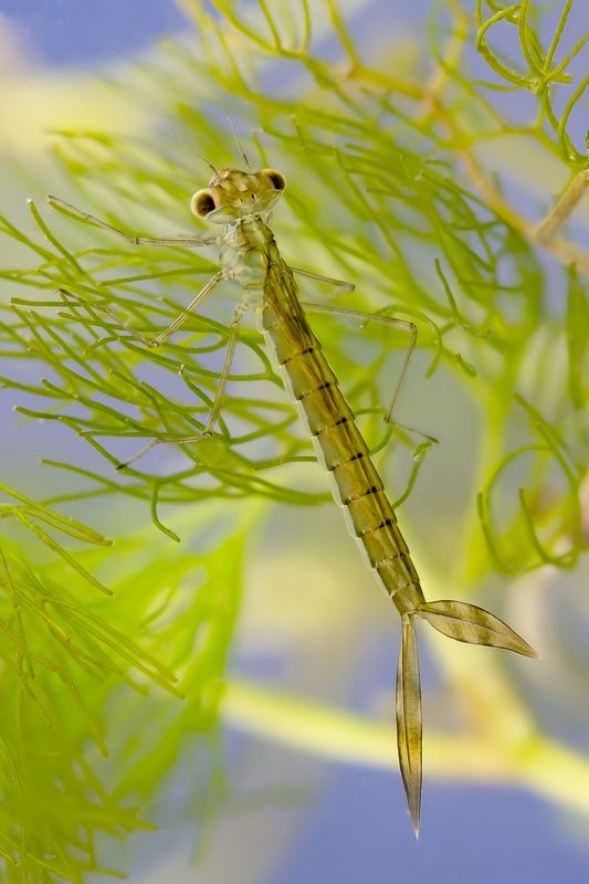 #макросъёмка, #макромир, #макрофото, #макросъемканасекомых, #макро_насекомые, #мирнасекомых, #насекомые, #жуки, #бабочки, #энтомология, #природа, #фауна, #красотаприроды, #фото_насекомых, #фотоприроды, #природавокруг, #увеличение, #ультрамакро, #интересны Личинка стрекозыphoto preview