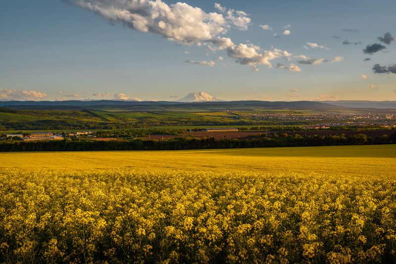 кавказ, кмв, кавказские минеральные воды, горы, весна, эльбрус, цветение, полевые цветы, закат, рапс Рапсовый Эльбрусphoto preview