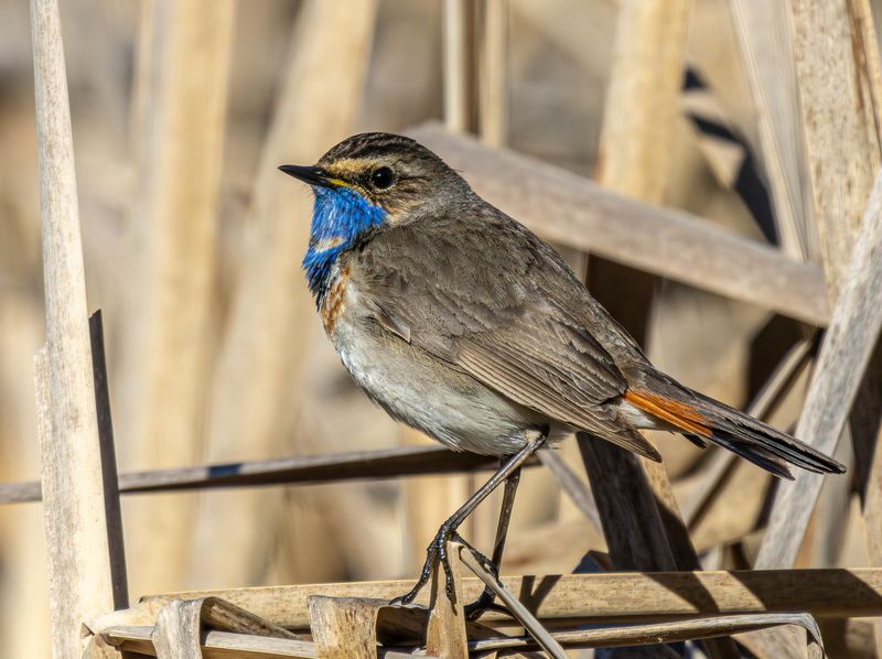 Варакушка фото превью