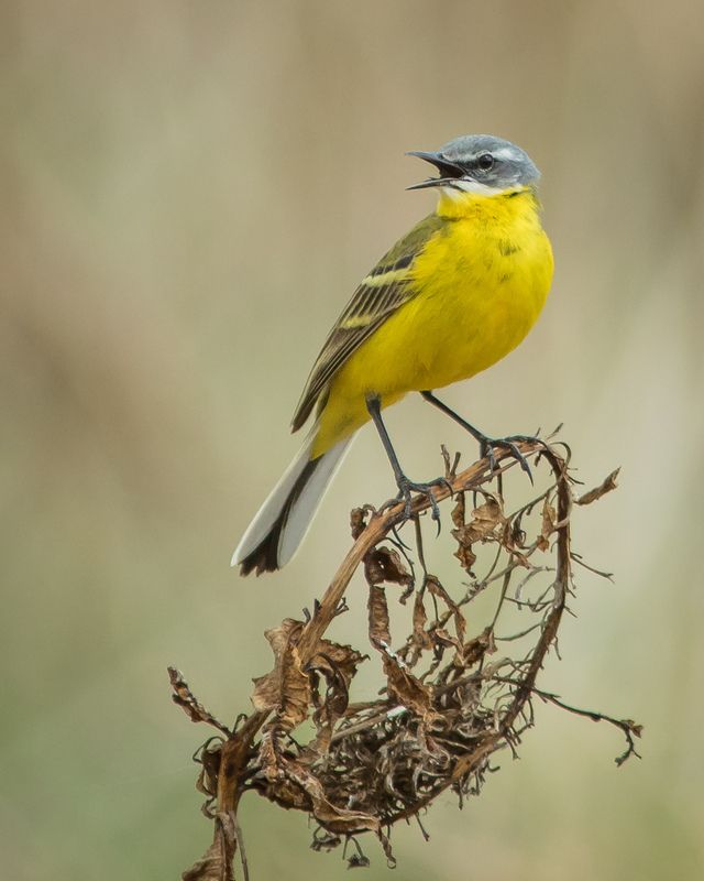 жёлтая трясогузка Жёлтая трясогузкаphoto preview