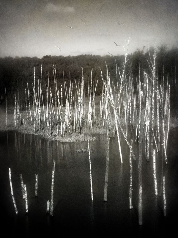 пейзаж, чб, топь, берёзы Остатки прошлого.photo preview