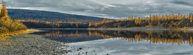 река, курейка, плато путорана, золотая осень, лиственницы, предзимье, таймыр, заполярье, владимир коваль Pro золото реки Курейкиphoto preview