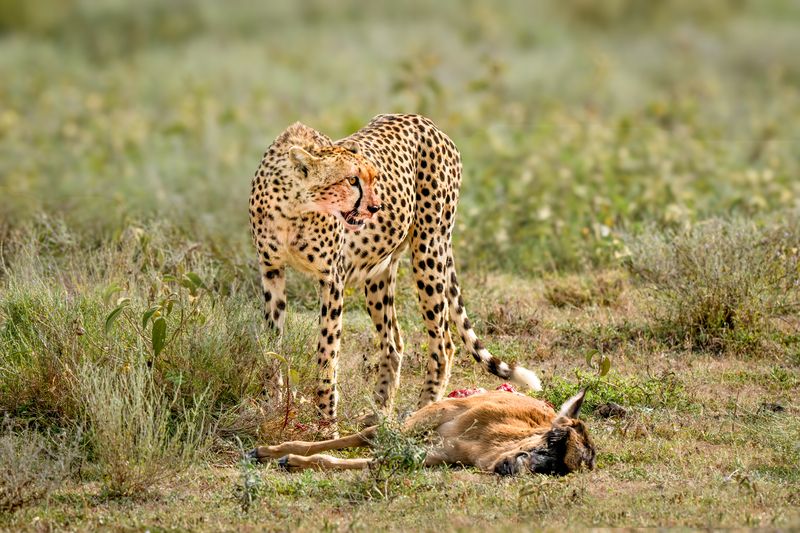 Кто быстрее бегает...photo preview