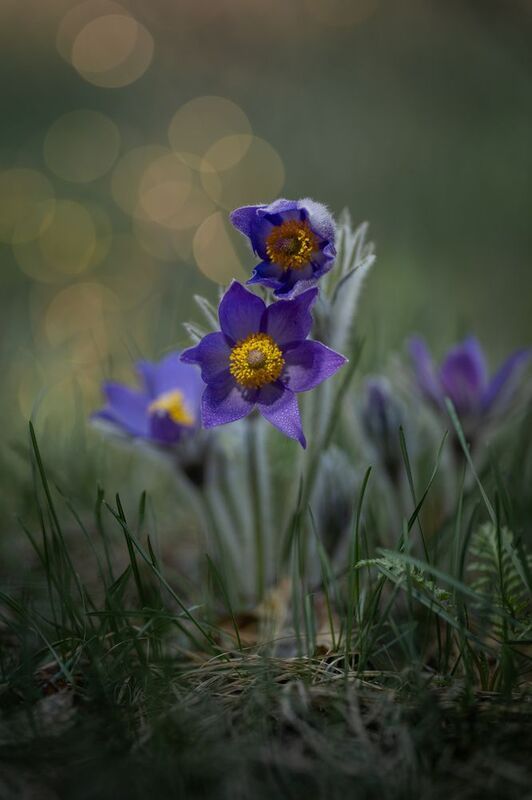 Веснаphoto preview