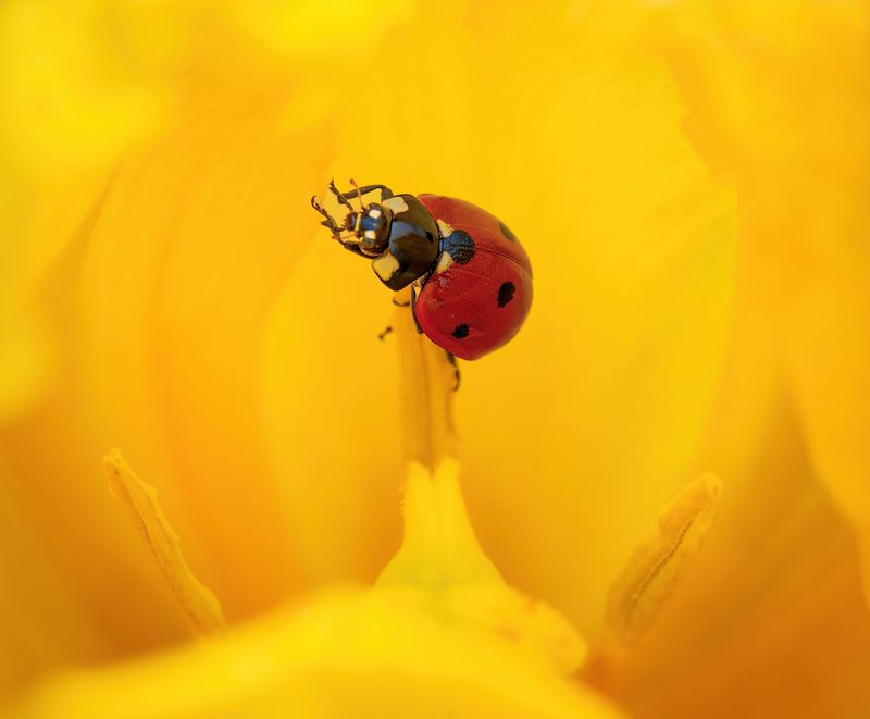 Yellow Dreamsphoto preview