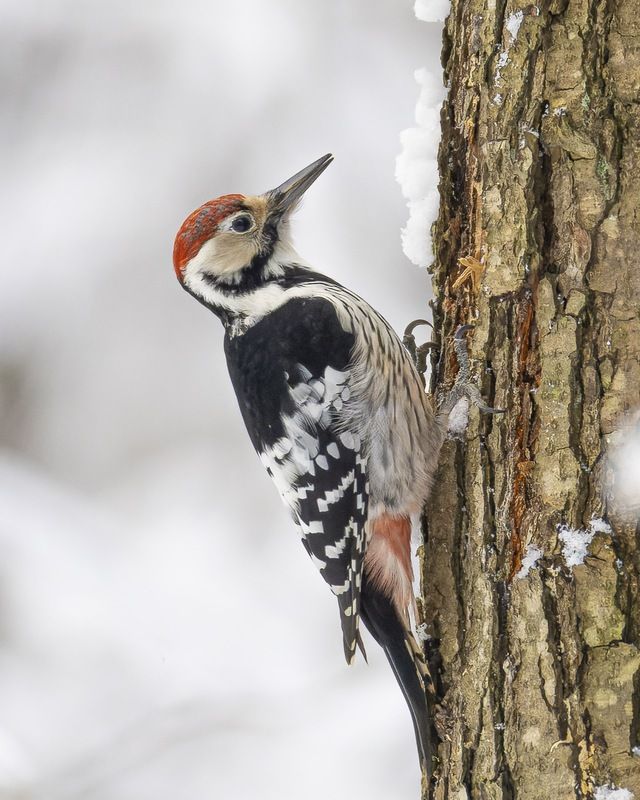 белоспинный дятел, дятел, птицы Белоспинный дятелphoto preview