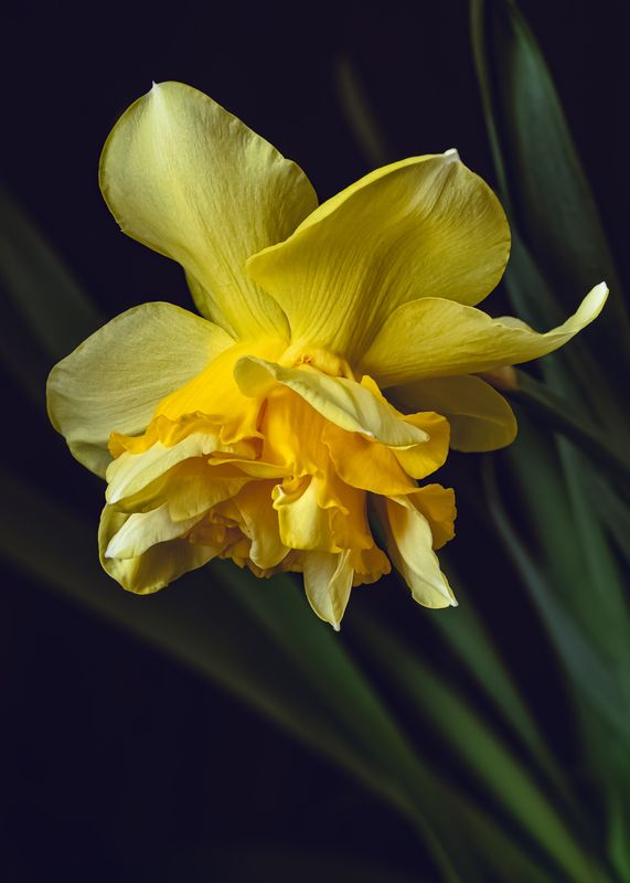 narcissus, daffodil, flower, нарцисс нарцисс DICK WILDENphoto preview