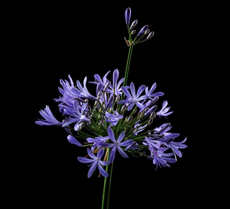 #agapanthus #flowerphotography #flowers #nature #plants #fauna #beautiful #Агапантус Агапантусphoto preview