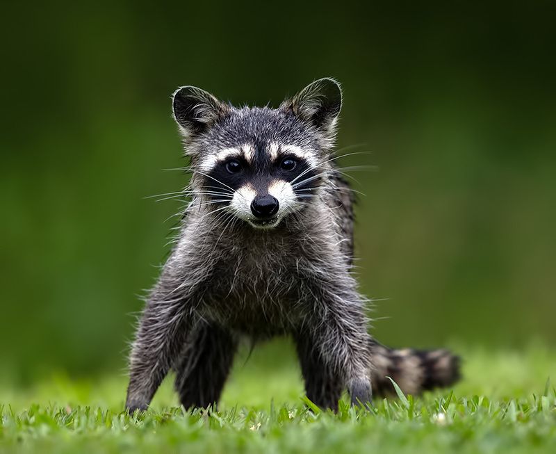 енот обыкновенный, енот-полоскун, raccoon, енот, дикие животные, животные, animals Raccoon  - Енот- полоскунphoto preview