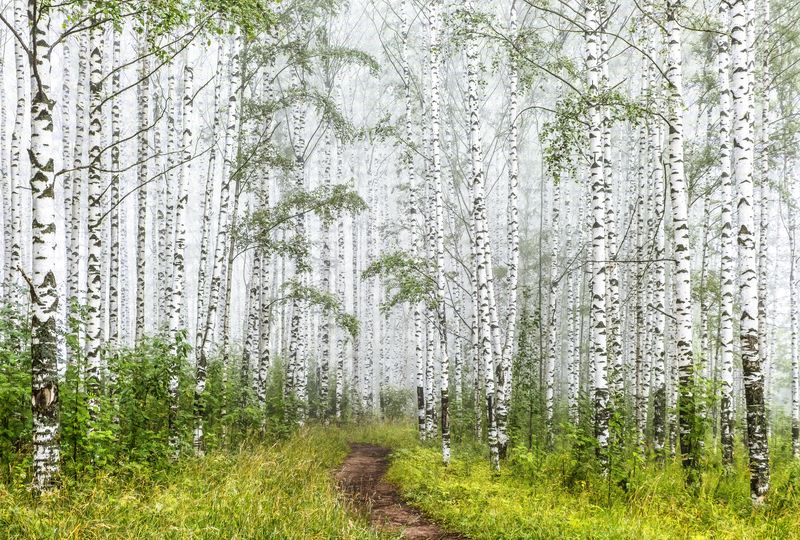 Березы, туман, Киров, утро Утро туманноеphoto preview