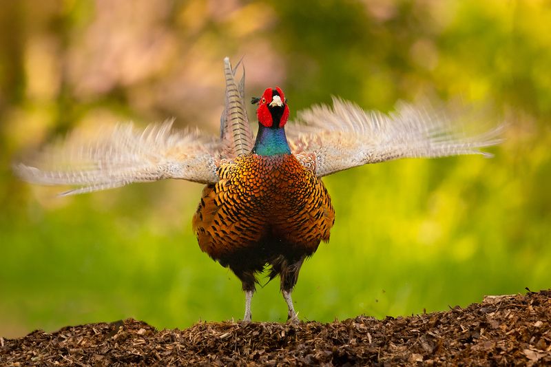 Pheasantphoto preview
