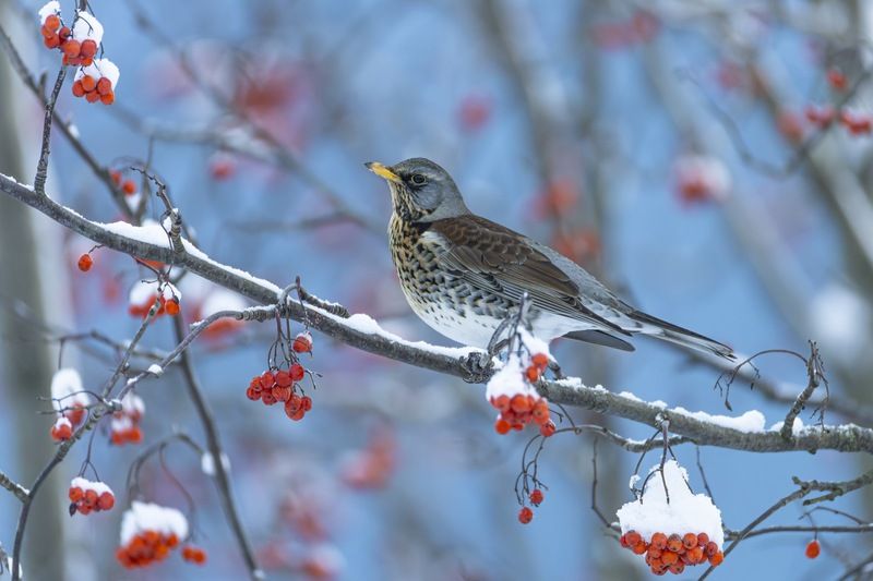 рябинник, дрозд, рябина, птицы, зима Рябинникphoto preview