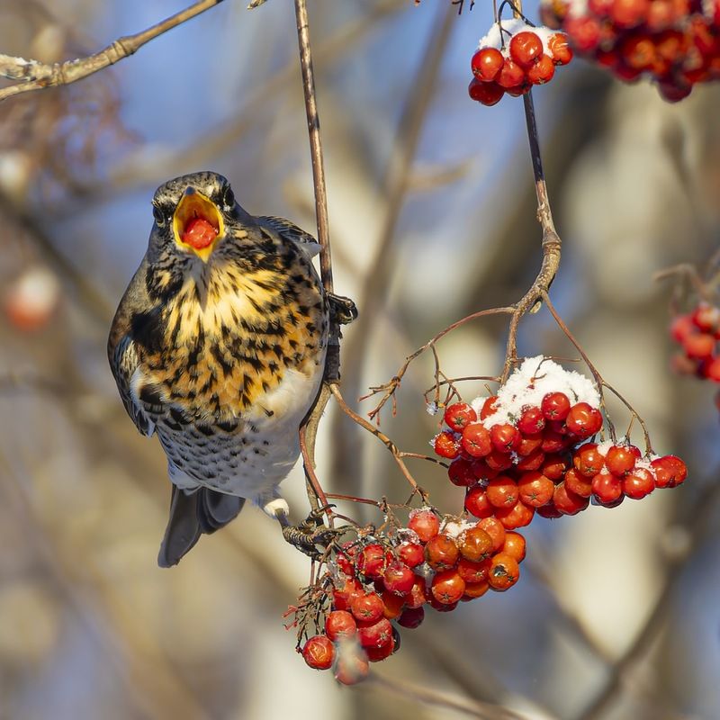 рябинник, дрозд, рябина, птицы, зима Дрозд рябинникphoto preview