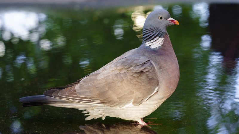 Вяхирьphoto preview