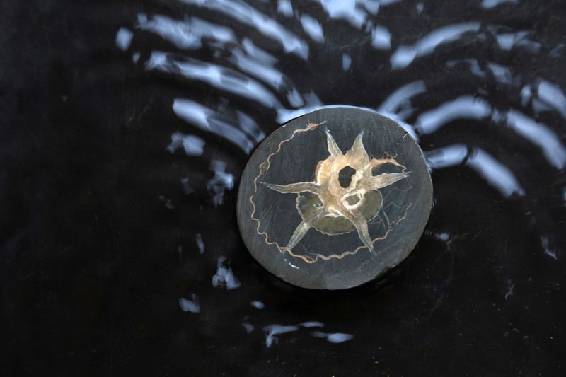 Кавказ, Дагестан, Унцукуль, музей, Тетис, Резван, аммониты Ископаемые Морские животныеphoto preview