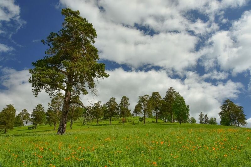 кузбасс, лето, лес, сосны, луга Сосновый борphoto preview