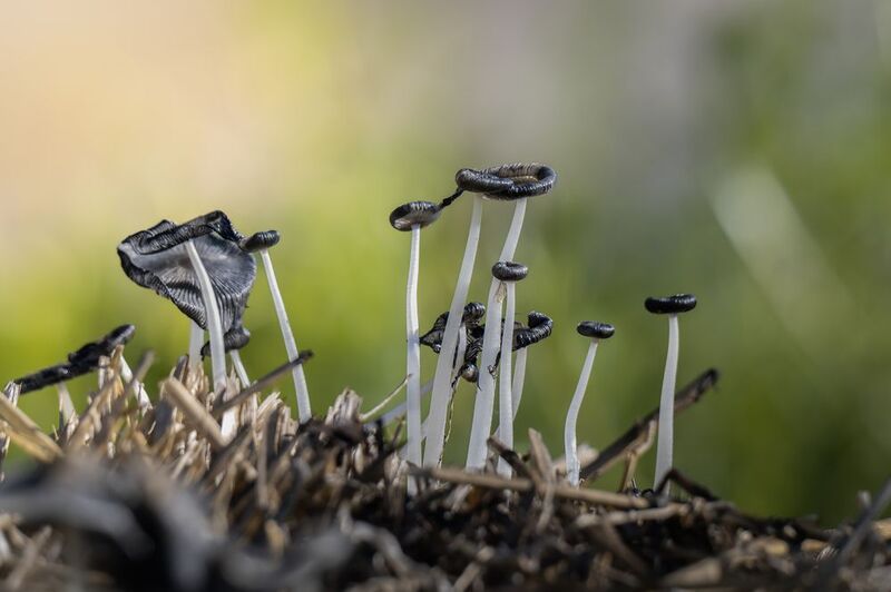 macro mushrooms макро грибы Common Ink Capphoto preview