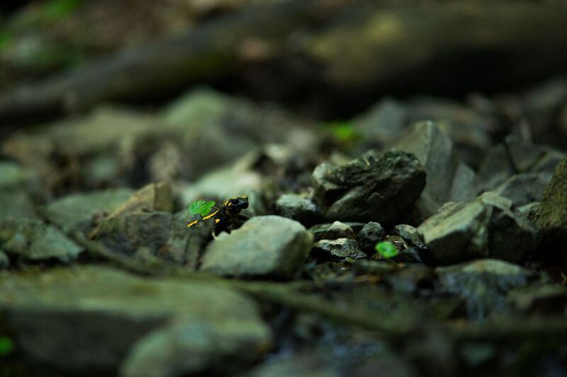 fire salamander,river, amphibians, animals, forest, water, nature photography, nature, fire salamander, nikon, forests and dragonsphoto preview