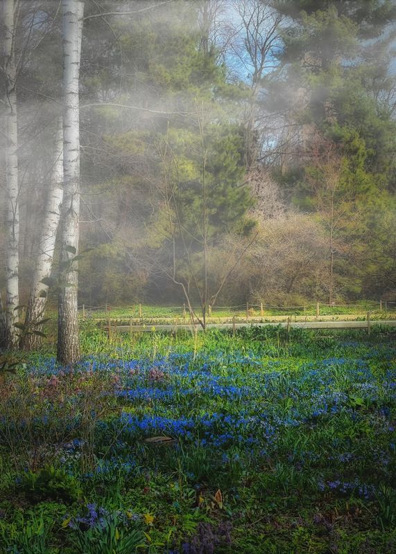 пейзаж, landscape, nature, природа, весна, spring, туман, цветы, flowers ***photo preview
