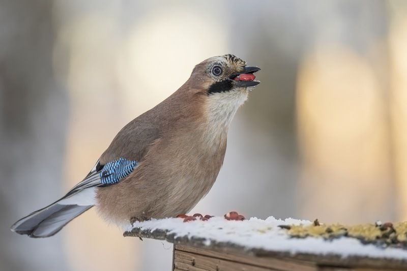 сойка, птицы Сойкаphoto preview