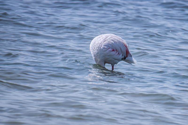 птицы, животные, дикая природа,  birds, animal, wildlife flamingo фламинго Flamingophoto preview