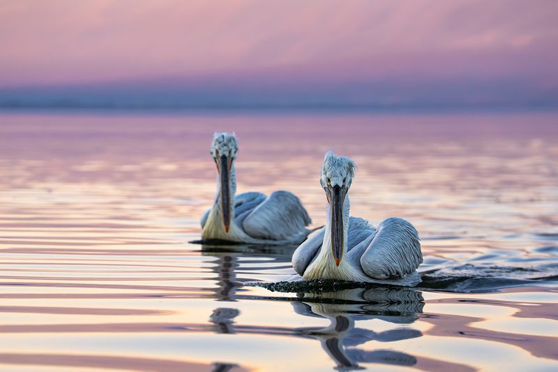 далматинский, кудрявый, пеликан, закат, dalmatian, pelican, sunset, birds, птицы Закатноеphoto preview
