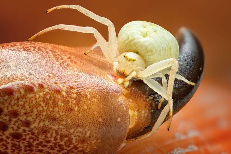 мизумена photo preview