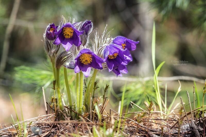 прострел, цветы, весна Прострел фото превью