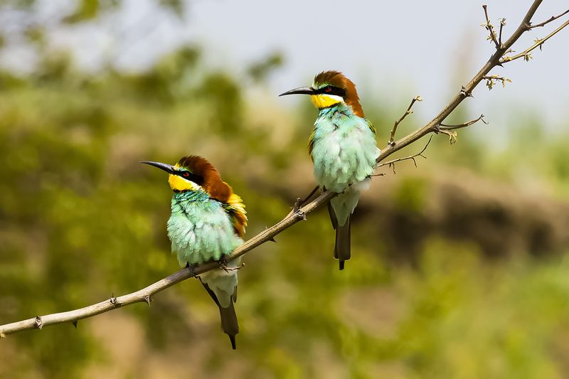 природа ***photo preview