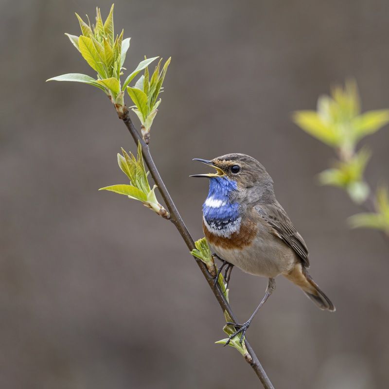 варакушка, птицы Варакушкаphoto preview