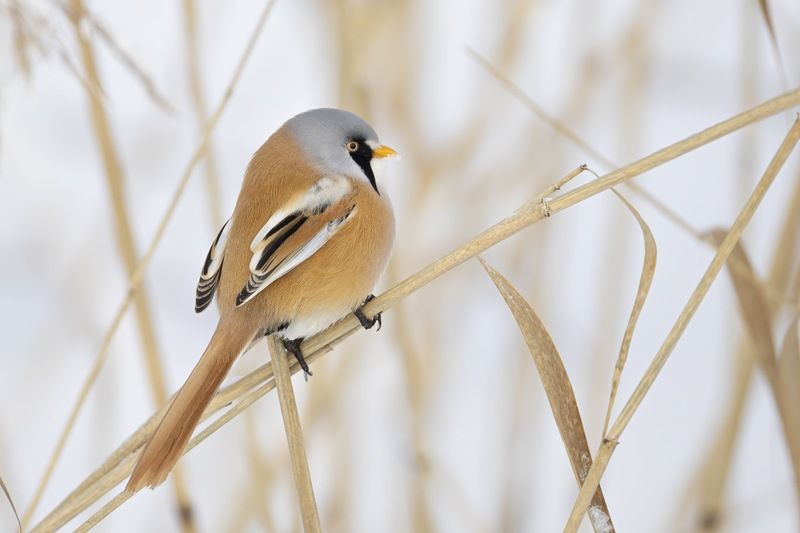 усатая синица, синица, птицы Усатая синица фото превью
