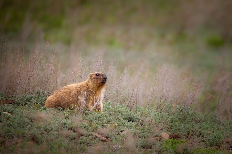 Байбакphoto preview
