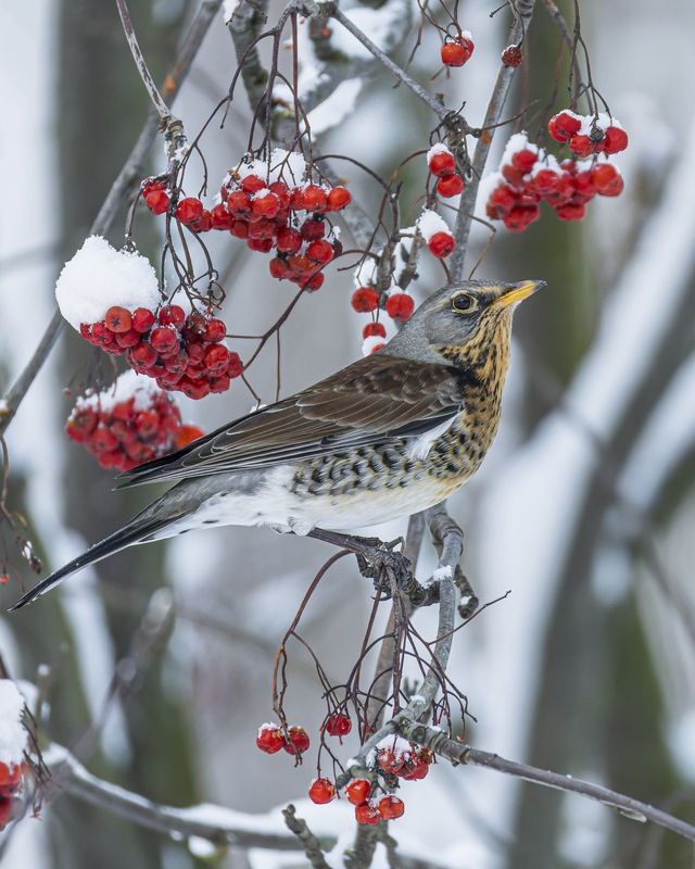 рябинник, дрозд, рябина, птицы Рябинникphoto preview