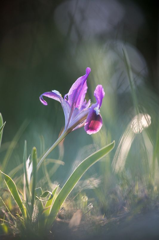 Ирис photo preview