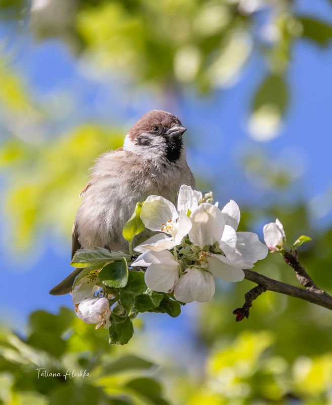 птицы Цветочек.photo preview