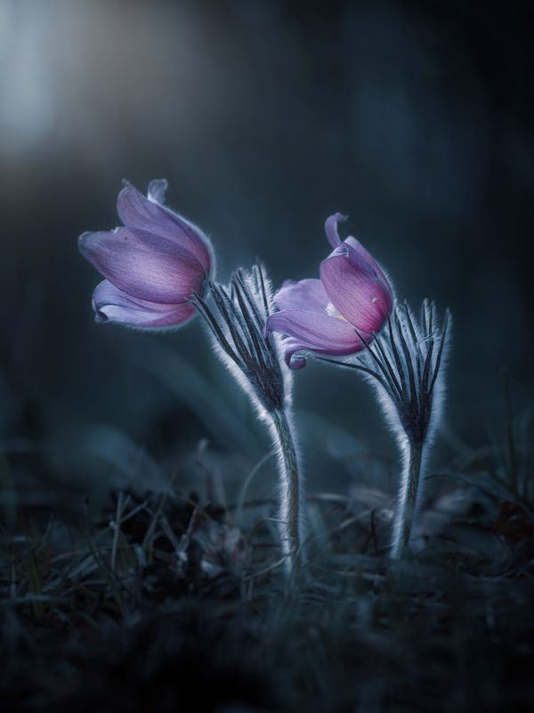 Смотреть в одном направлении. фото превью