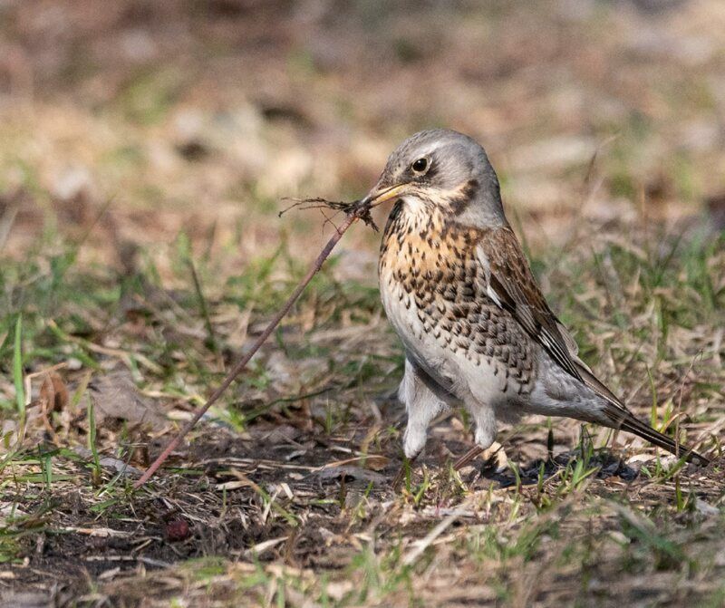 тянет-потянет...photo preview