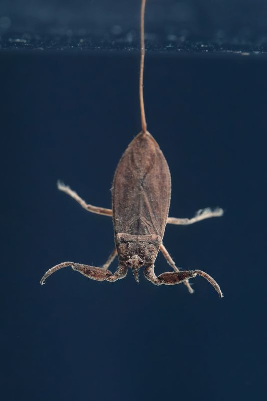 Водяной скорпион обыкновенный (лат. Nepa cinerea)photo preview