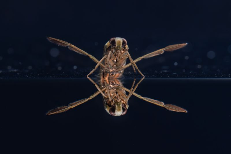 Клоп-гладыш (лат. Notonecta)photo preview