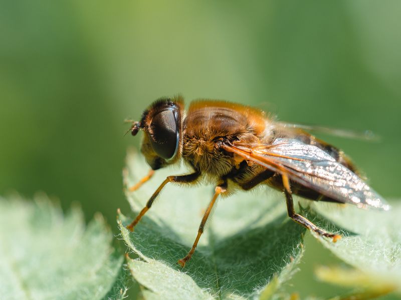 Журчалкаphoto preview