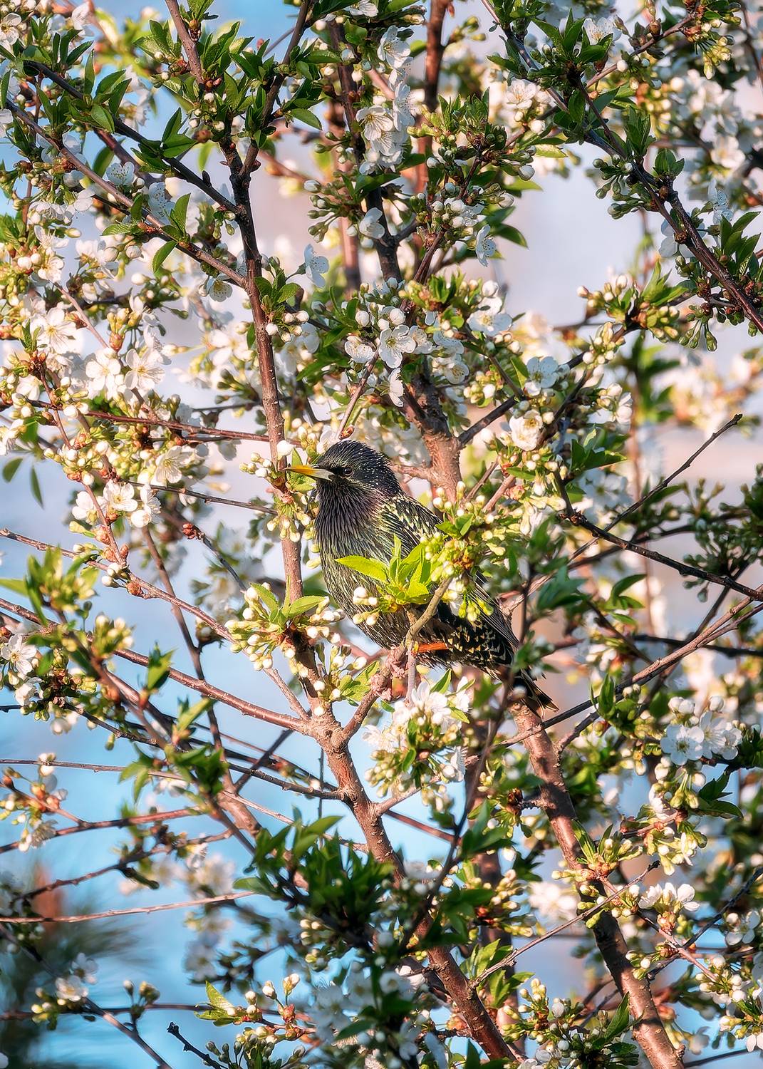 , Загруев Михаил