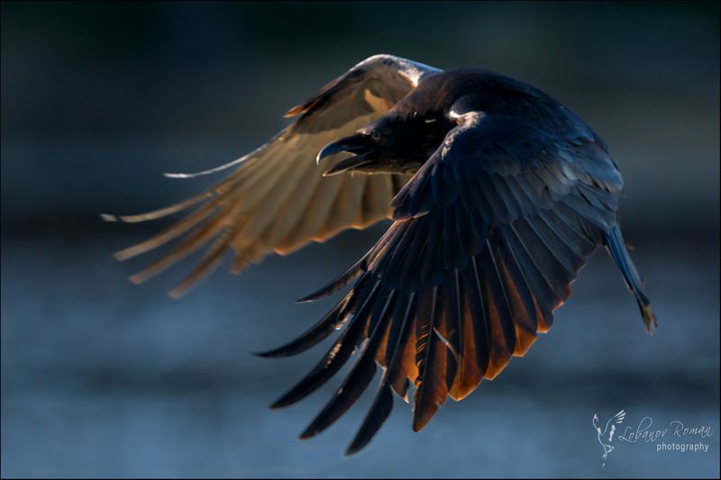 Воронphoto preview