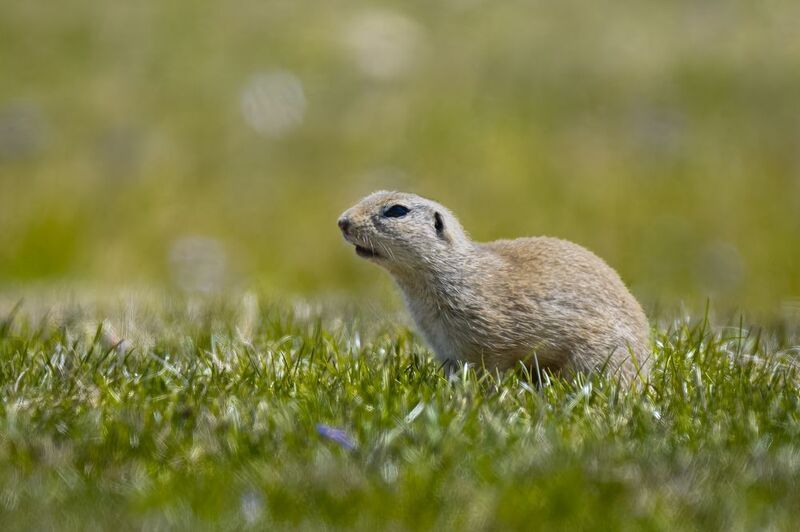 птицы, животные, дикая природа   birds, animal, wildlife European ground squirrel pphoto preview
