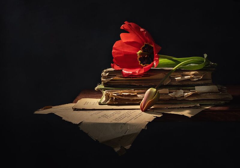 Тюльпаныphoto preview