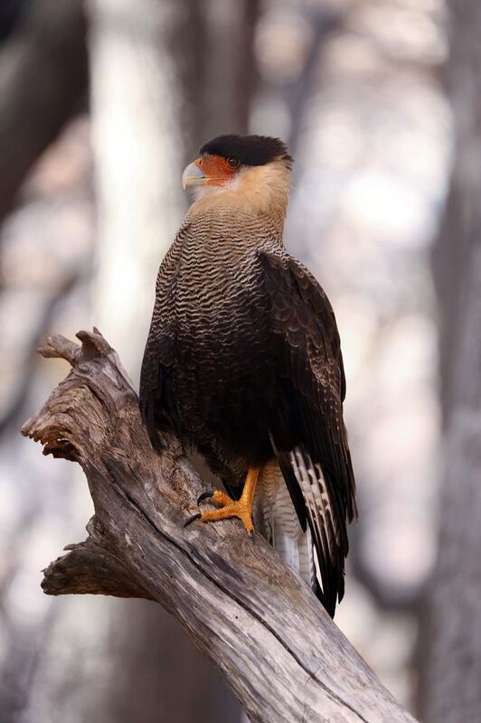 bird, caracara, птица, каракара Каракара фото превью