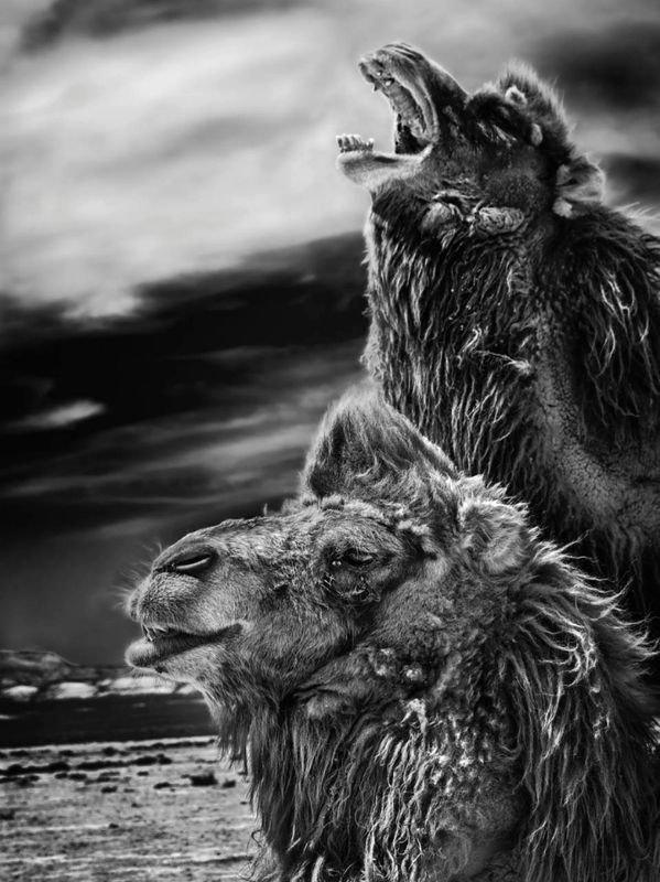 Thirst...photo preview